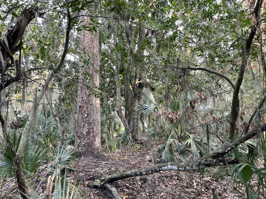 Image 10 of property listing at 539 Oristo Ridge, Edisto Beach, SC 29438