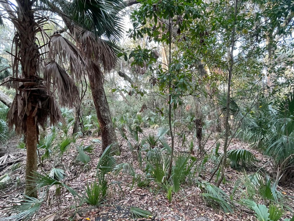 Image 6 of property listing at 539 Oristo Ridge, Edisto Beach, SC 29438