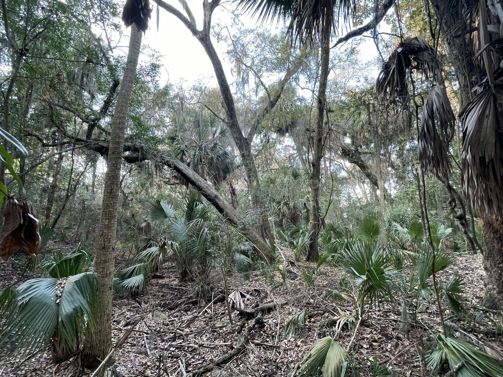 Image 7 of property listing at 539 Oristo Ridge, Edisto Beach, SC 29438