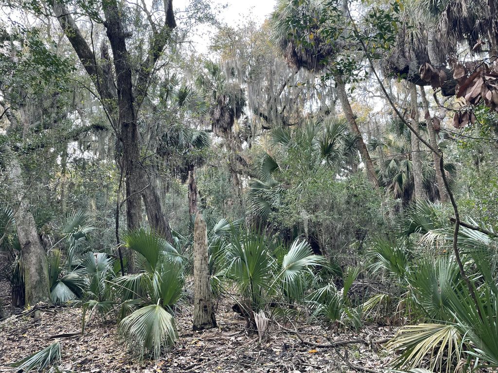 Image 8 of property listing at 539 Oristo Ridge, Edisto Beach, SC 29438