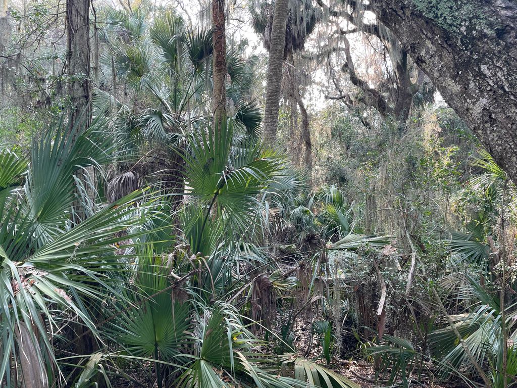 Image 9 of property listing at 539 Oristo Ridge, Edisto Beach, SC 29438