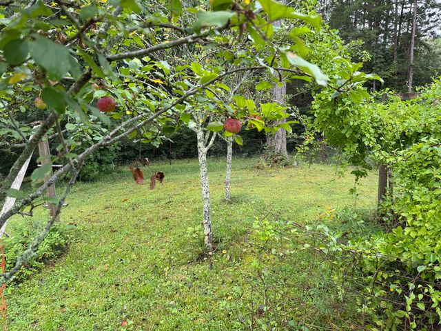 704 Canyon Dr, Altamont, TN 37301