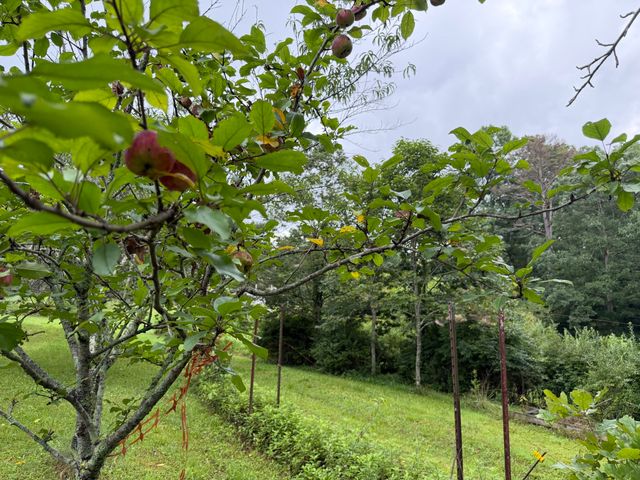 704 Canyon Dr, Altamont, TN 37301