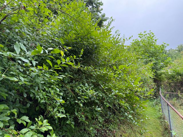 704 Canyon Dr, Altamont, TN 37301