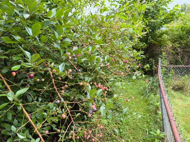 704 Canyon Dr, Altamont, TN 37301