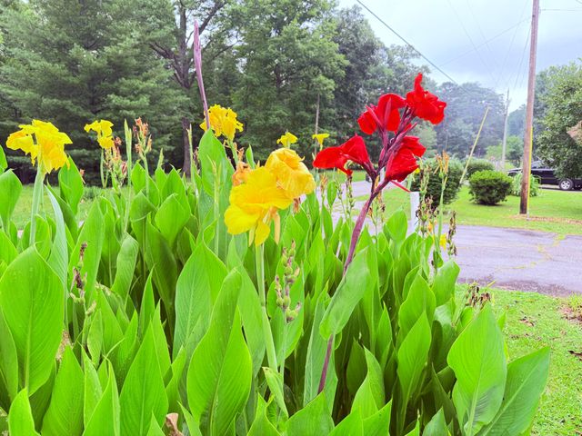 704 Canyon Dr, Altamont, TN 37301