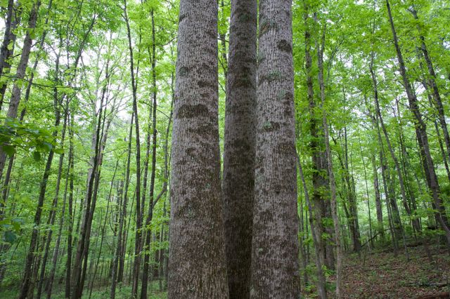 40A Barker Cove Loop, Palmer, TN 37365