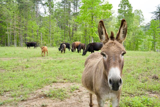 40A Barker Cove Loop, Palmer, TN 37365