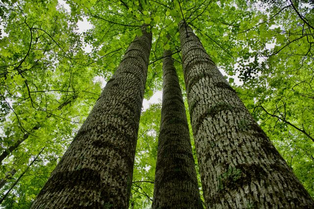 40A Barker Cove Loop, Palmer, TN 37365