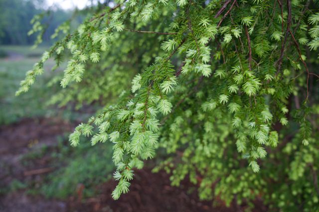 40A Barker Cove Loop, Palmer, TN 37365