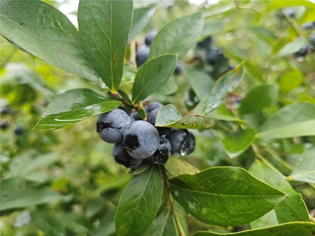 5641 Fleetwood Lane, Blackshear, GA 31516