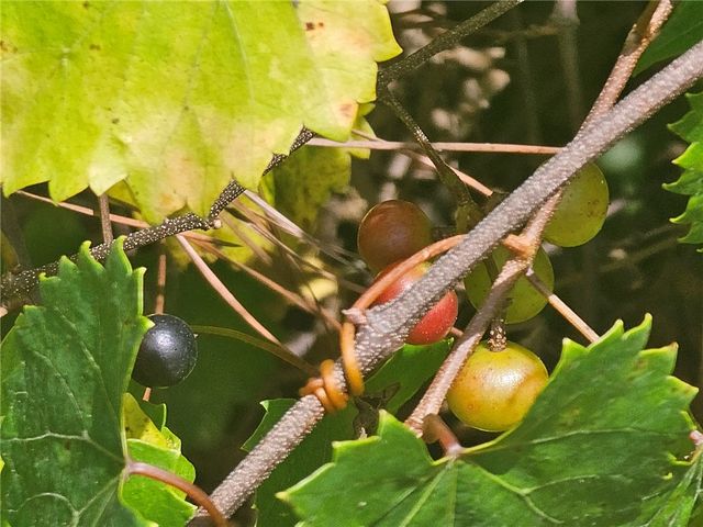 5641 Fleetwood Lane, Blackshear, GA 31516