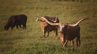 12301 N Holland Street, Eustace, TX 75124