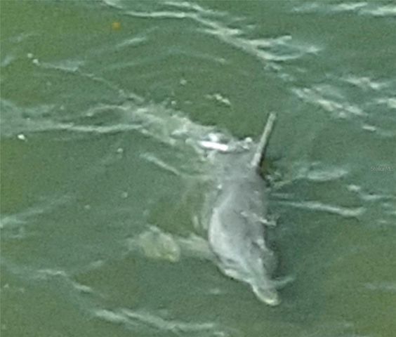 433 S PAULA DRIVE 42, Dunedin, FL 34698