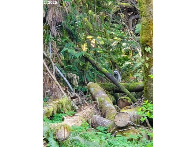 Beaver Falls Rd, Clatskanie, OR 97016