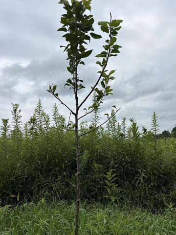 86 Ac County Road S, Gays Mills, WI 54631