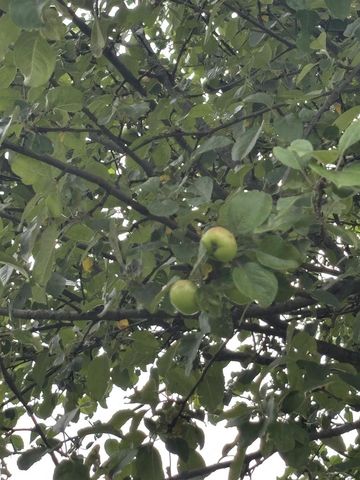 86 Ac County Road S, Gays Mills, WI 54631