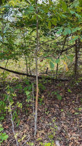 9350 SE 500 Road, Collins, MO 64738