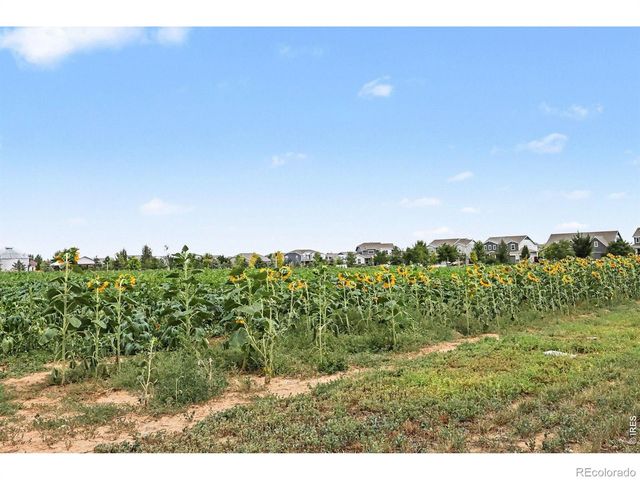 1788 Iron Wheel Drive 1, Windsor, CO 80550
