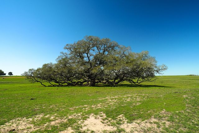 1797 County Road 261, Moulton, TX 77975