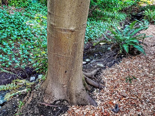 2337 NE 86th Street, Seattle, WA 98115