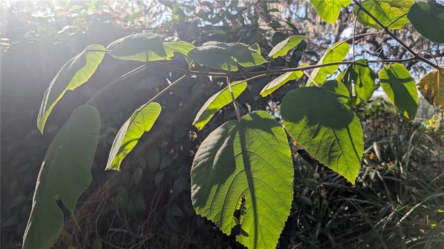 9350 SE 170TH AVENUE ROAD, Ocklawaha, FL 32179