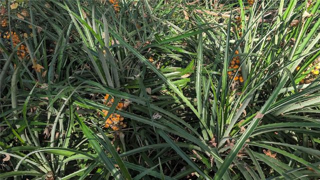 9350 SE 170TH AVENUE ROAD, Ocklawaha, FL 32179