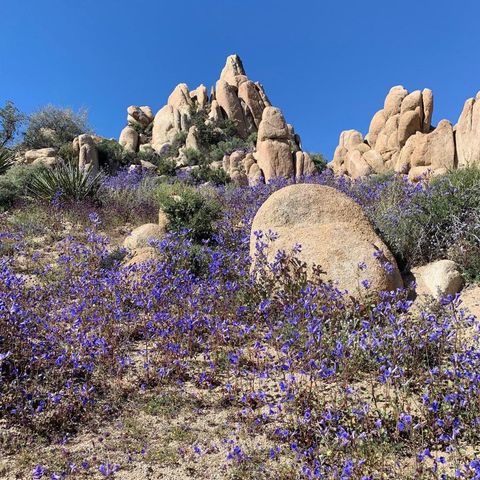 5850 Cactus Canyon Trail, Yucca Valley, CA 92284