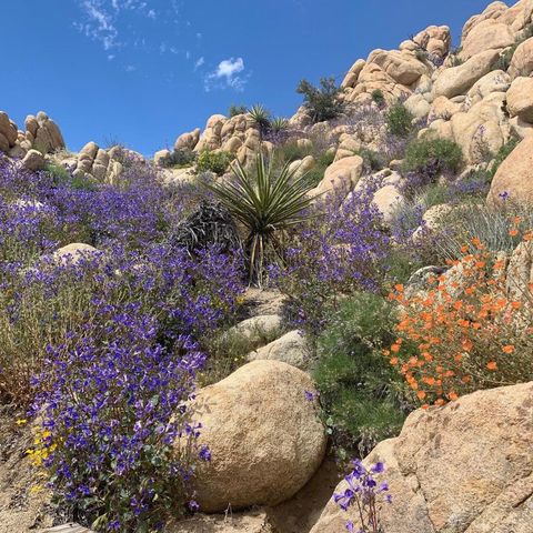 5850 Cactus Canyon Trail, Yucca Valley, CA 92284