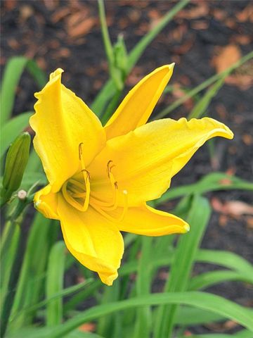 11223 Voltaire Drive, Houston, TX 77065