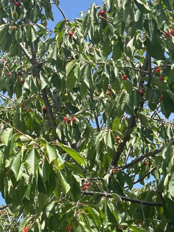 1723 Pheasant Drive, Hercules, CA 94547