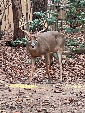 3203 Kings Ct, Bardstown, KY 40004