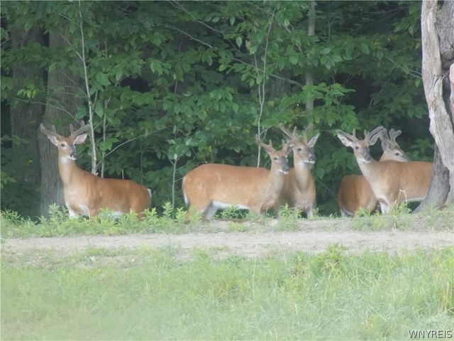 3816 Hardt Road, Eden, NY 14057