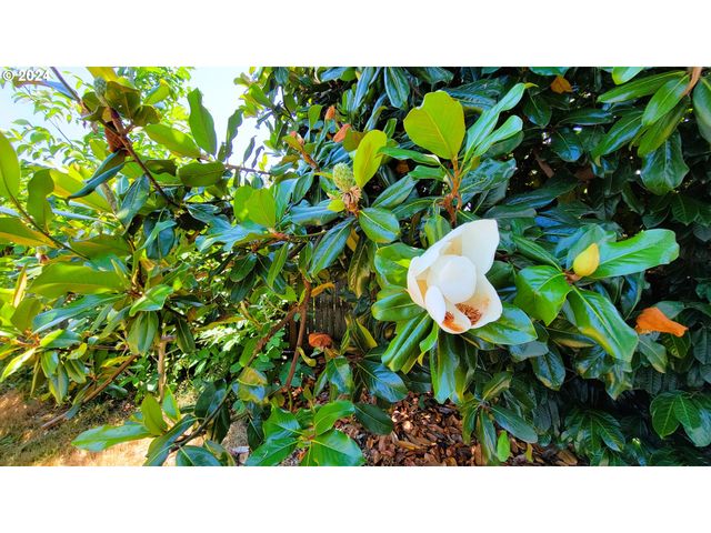 316 N 9TH St, Cottage Grove, OR 97424