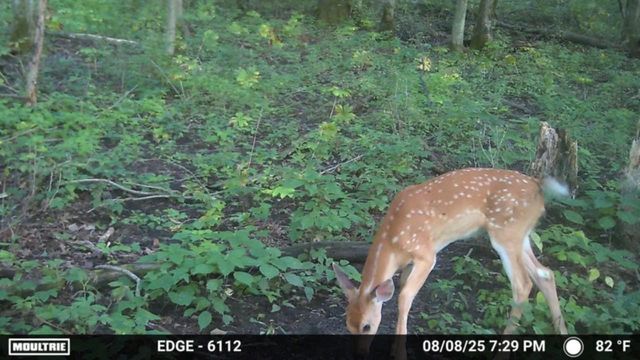 47298 Honey Farm Road, Gays Mills, WI 54631