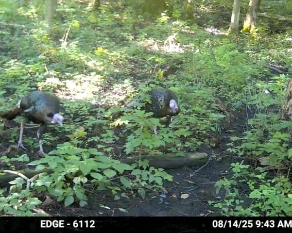 47298 Honey Farm Road, Gays Mills, WI 54631