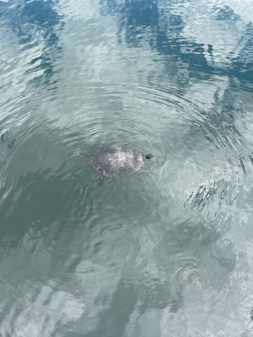 711 Warrior Dr, Murfreesboro, TN 37128