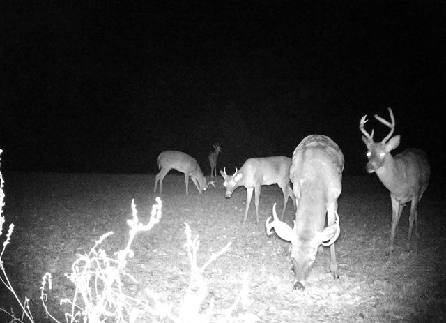 1890 N Co Rd 61, Hartford, AL 36344