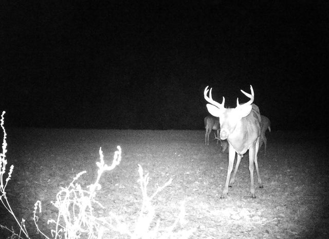 1890 N Co Rd 61, Hartford, AL 36344