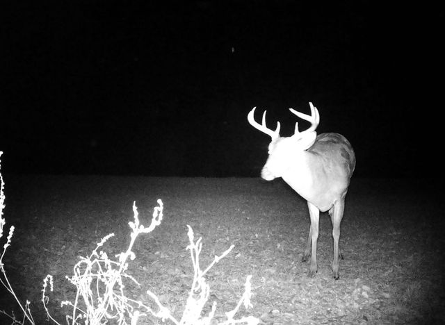 1890 N Co Rd 61, Hartford, AL 36344