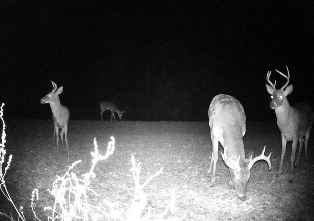 1890 N Co Rd 61, Hartford, AL 36344