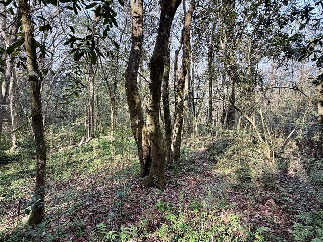 1890 N Co Rd 61, Hartford, AL 36344