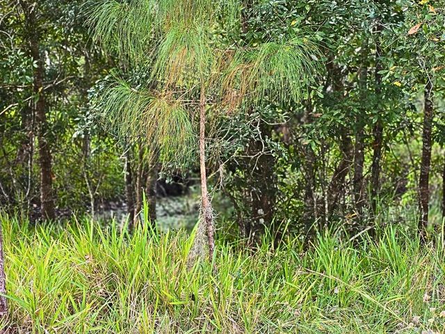 0 BENNINGTON, Wesley Chapel, FL 33544