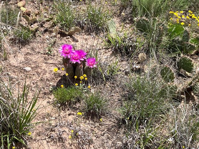 W Timbercreek Drive, Amarillo, TX 79118