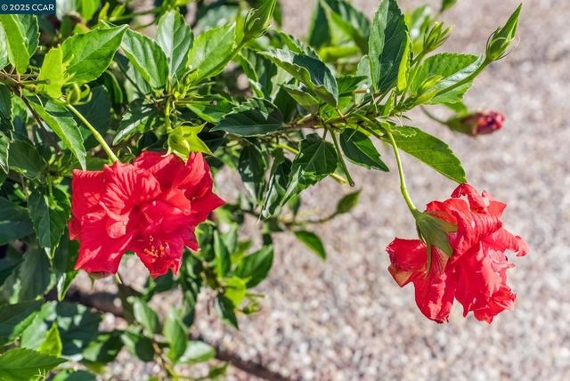 113 Bordeaux Ct, Martinez, CA 94553