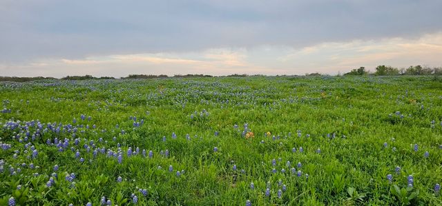 TBD County Road 212, Coolidge, TX 76635