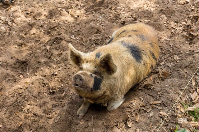 11100 Rhett McConnell Road, Theodore, AL 36582