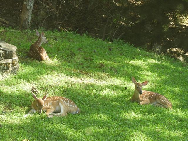 380 Bear Trail, Murphy, NC 28906