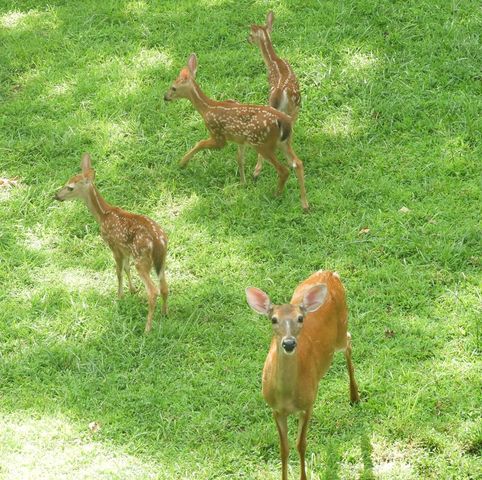 380 Bear Trail, Murphy, NC 28906