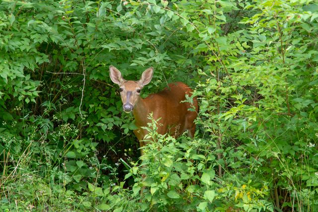 320 Vermillion Lane, Dixon, IL 61021